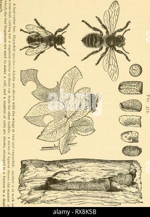 Ökonomische Entomologie für den Landwirt wirtschaftliche Entomologie für den Landwirt und Winzer economicentomolo01 smit Jahr: 1906 das Insekt der Welt. 413 bei kleinen Chips aus Holz zusammen geklebt. Sie sind sehr - gemeinsame und manchmal lästig, wo Sie Ihre Galerien in den Wald von Plätzen und Gebäuden, von Landhäusern. Nichts wird, indem Sie ausführliche Beschreibungen zu diesen solitären Bienen gewonnen werden, da sich Ihre allgemeine Gewohnheiten sind praktisch Stockfoto