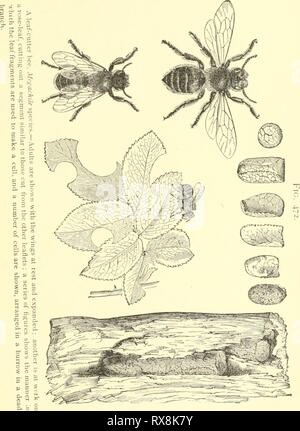 Ökonomische Entomologie für den Landwirt wirtschaftliche Entomologie für den Landwirt und der Obstbauer, und für die Verwendung als Text-Buch in der landwirtschaftlichen Schulen und Hochschulen; economicentomolo 00 smit Jahr: 1906 das Insekt der Welt. 413 bei kleinen Chips aus Holz zusammen geklebt. Sie sind sehr häufig und manchmal lästig, wo Sie Ihre Galerien in den Wald von Plätzen und Gebäuden von Landhäusern. Nichts wird, indem Sie ausführliche Beschreibungen zu diesen solitären Bienen gewonnen werden, da sich Ihre allgemeine Gewohnheiten sind praktisch Stockfoto