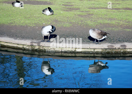 Buxton Pavilion Gardens Stockfoto