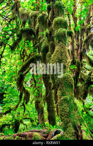 Hall der Moose Trail, Hoh Regenwald, Olympic National Park, Washington, USA Stockfoto