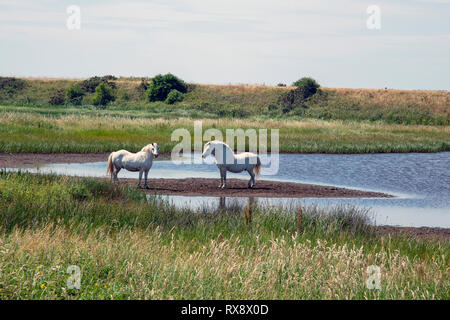 Pferde auf Angelsey Stockfoto