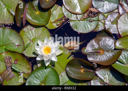 Seerosen Buxton Pavilion Gardens Derbyshire UK Stockfoto