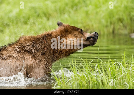 Grizzlybären (Ursus arctos Horribilis) Flug und spielen, Das Khutzeymateen Grizzly Bär Heiligtum, Northern BC, Kanada Stockfoto