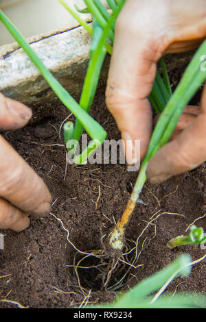 Pflanzen, Säen, Sämling, Nahaufnahme, Hand pflanzen Kräuter in den Boden (grüne Zwiebeln, Schnittlauch, Lauch) Stockfoto