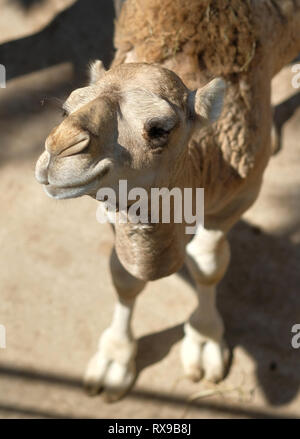 Nahaufnahme der Fang von lustigen Camel bei camera Foto in Safari Park in Spanien suchen Stockfoto