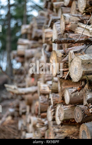 Stapel der Protokolle im Wald Stockfoto