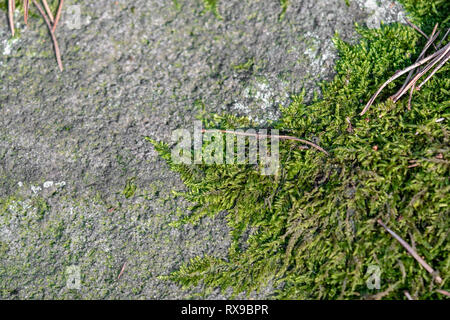 Moos auf Fels. Stockfoto