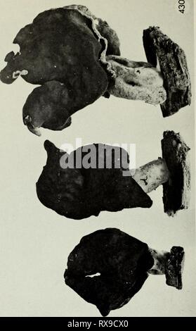 Essbaren und giftigen Pilze von essbaren und giftigen Pilze von Kanada ediblepoisonousm 00 grov Jahr: 1979 Abbildung 430. Gyromitra infula. 306 Stockfoto