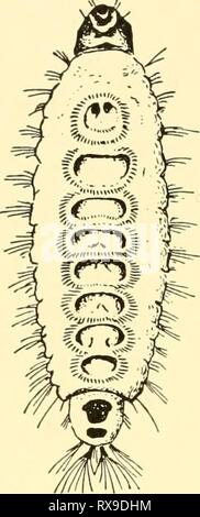 Ökologische tierische Geographie; ein autorisierter, ökologische tierische Geographie; ein autorisierter, umgeschrieben Edition auf Grundlage Tiergeographie in ockologischer ecologicalanimal 00 hess Jahr: 1937 Stockfoto