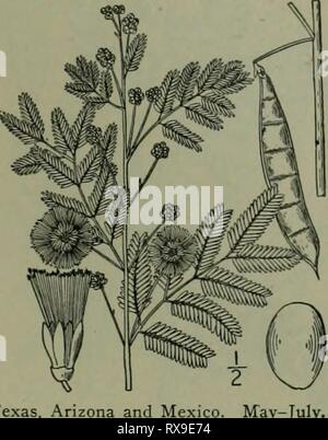 Eine Illustrierte Flora der Eine Illustrierte Flora von der nördlichen USA, Kanada und die britischen Besitzungen: von Neufundland zu den Parallelen der südlichen Grenze von Virginia und vom Atlantik westwärts nach dem 102 Meridian ed2illustratedflo 02 brit Jahr: 1913 MIMOSA FAMILIE. I. Acacia angustissima (Mill.) Kuntze. Prairie Akazie. Abb. 2429. Mimosa angustissima Mühle. Karte. Diät. Ed. 8, Nr. 19. 1768. Mimosa filicutoides Cav. Ic. i: 55. Pi, 7 S. 1791. Acacia filicina Willd. Sp. PI. 4: 1072. 1806. Acacia filicutoides Trelease: Branner &; Coville, Rep. Geol. Surv. . Arche. 1888: P Stockfoto