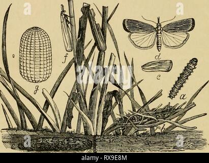 Ökonomische Entomologie für den Landwirt wirtschaftliche Entomologie für den Landwirt und der Obstbauer, und für die Verwendung als Text-Buch in der landwirtschaftlichen Schulen und Hochschulen; economicentomol 00 smit Jahr: 1906 3 i6 A A "wirtschaftliche Entomologie. Ein sehr neugieriger Art ist die Galleria melonella, oder 'Biene - Moth', die Bienenstöcke infests und Feeds auf Wachs. Eine Brut dieser Raupen Manchmal dringen in einen Bienenstock und Bohrung in das Wachs aus der Sicht der Bienen, sie häufig demoralisiert, dass sie ihr Zuhause verlassen, scheinbar nicht in der Lage, eine Art des Umgangs mit dieser Art von Feind zu finden. In den letzten Arten von hiv Stockfoto