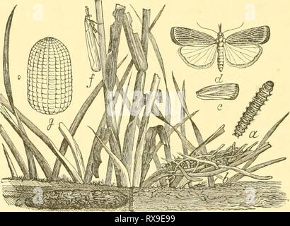 Ökonomische Entomologie für den Landwirt wirtschaftliche Entomologie für den Landwirt und Winzer economicentomolo01 smit Jahr: 1906 3 i6 A/V-ökonomische Entomologie. Ein sehr neugieriger Arten ist der Gallcria melonella^'' oder ''Biene - Moth', die Bienenstöcke infests und Feeds auf Wachs. Eine Brut dieser Raupen Manchmal dringen in einen Bienenstock und Bohrung in das Wachs aus der Sicht der Bienen, sie häufig demoralisiert, dass sie ihr Zuhause verlassen, scheinbar nicht in der Lage, eine Art des Umgangs mit dieser Art von Feind zu finden. In den letzten Arten von Nesselsucht gibt es wenig Gelegenheit für diese Schädlinge- lish Themse Stockfoto