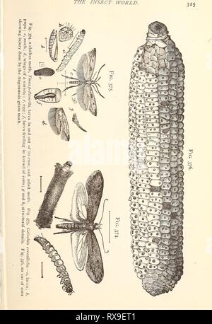 Ökonomische Entomologie für den Landwirt wirtschaftliche Entomologie für den Landwirt.. economicentomolo 00 Smit 0 Jahr: 1896 Stockfoto