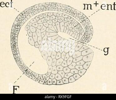Einführung in die Biologie (1912) Stockfoto