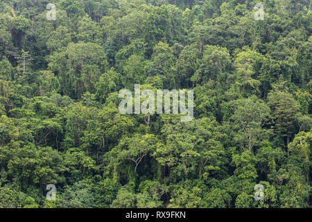 Üppigen Regenwald wächst auf der Insel New Britain in Papua Neuguinea zeigt. Dieser tropischen Gegend ist für ihre hohe Artenvielfalt bekannt. Stockfoto