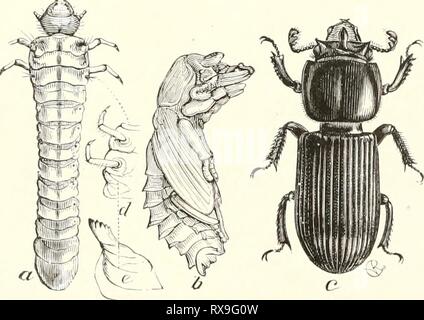 Eine ökologische Studie der Prairie Eine ökologische Studie von Wiese und Wald wirbellose ecologicalstudyo 00 adam Jahr: 1915 Stockfoto