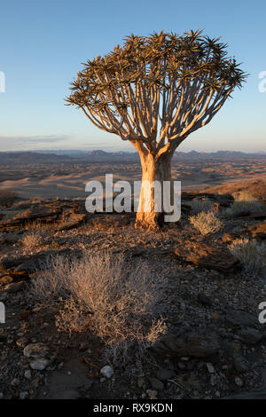 Ein köcherbaum oder Köcherbaum auf einem Hügel in Namibia. Stockfoto