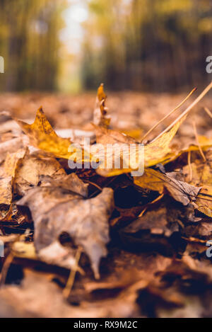 Oberfläche Bild von Ahorn Blätter auf Feld im Wald im Herbst Stockfoto