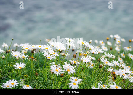 Gänseblümchen über dem Meer wächst. La Jolla, Kalifornien, USA. Stockfoto