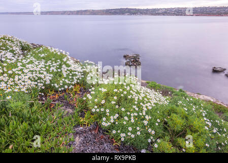 Blick auf die La Jolla Küste. Gänseblümchen wachsen auf einem Hügel. La Jolla, Kalifornien, USA. Stockfoto