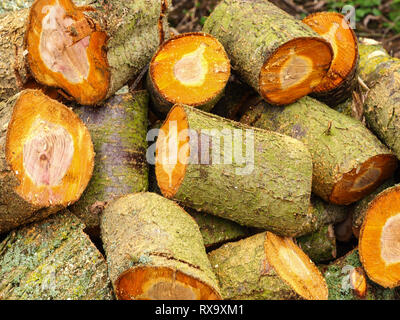 Vor kurzem gehackt Protokolle in einem Stapel auf dem Boden eines gefällten Baumes Stockfoto
