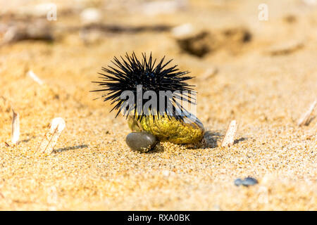 Urchin auf Felsen am Strand Hintergrund - Seeigel schließen bis zu grünen kleinen Felsen befestigt - Geringe Tiefenschärfe schoss der Echinus Stockfoto