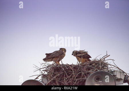 Mutter great Horned owl Bubo virginianus mit Owlet in einem Nest auf einem Licht post in Everglades City, Florida, USA. Stockfoto