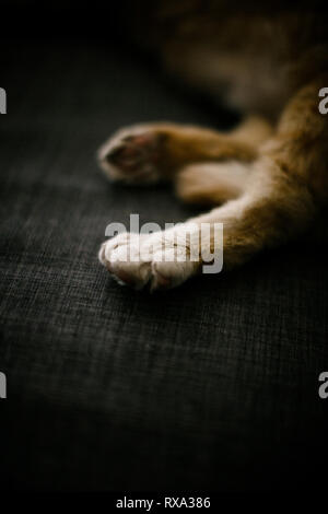 Zugeschnittenes Bild von Ingwer Katze auf Sofa zu Hause schlafen Stockfoto