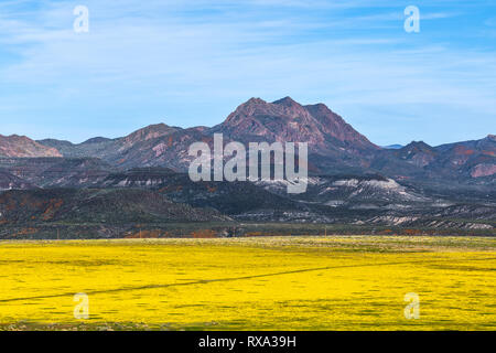 Frühlingsblumen bedecken den Wüstenboden auf Peridot Mesa in der Nähe von San Carlos, Arizona, USA Stockfoto