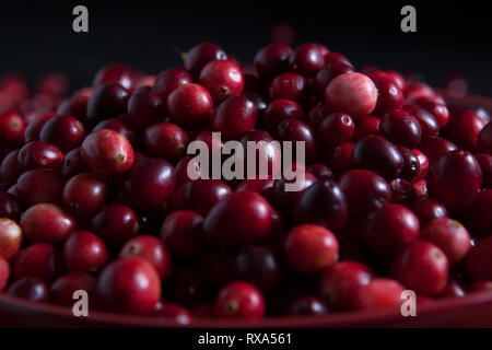 In der Nähe des frischen Preiselbeeren Stockfoto