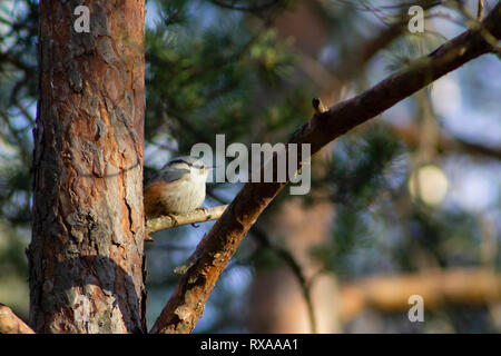 Kleiber Vogel auf einem Ast in ein warmes Licht und den Wind im Gesicht, mit einem Wald unscharf im Hintergrund. Stockfoto