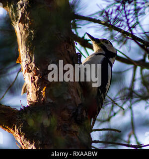 Buntspecht, stehend auf einem Baumstamm auf einem hellen, sonnigen Tag. Stockfoto