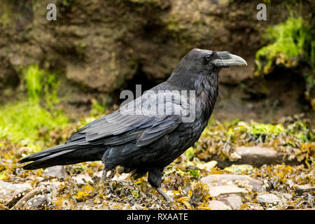 Kolkrabe (Corvus Corax), das khutzeymateen Grizzly Bär Heiligtum, Northern BC, Kanada Stockfoto