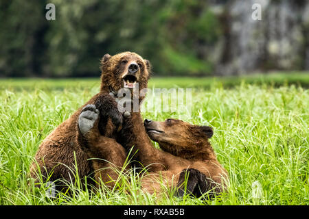 Grizzlybären (Ursus arctos Horribilis) Flug und spielen, Das Khutzeymateen Grizzly Bär Heiligtum, Northern BC, Kanada Stockfoto