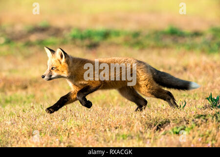 Red Foxes (Vulpes vulpes), San Juan Island, Washington State, USA Stockfoto