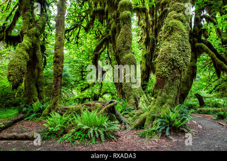 Hall der Moose Trail, Hoh Regenwald, Olympic National Park, Washington, USA Stockfoto