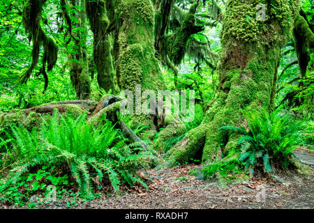 Hall der Moose Trail, Hoh Regenwald, Olympic National Park, Washington, USA Stockfoto