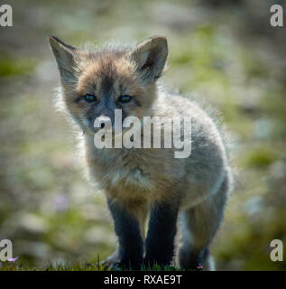 Ein Cross Fox pup stehend in einem Feld voller wilder Blumen. Kreuze sind teilweise melanistic Farbe Variante der Red Fox, Vulpes vulpes. Stockfoto