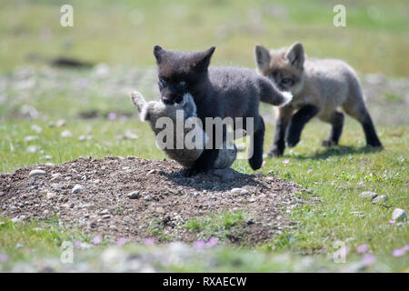 Zwei Cross Fox Kits, einer mit der Mütter Rabit fangen in den Mund laufen proundly durch eine Wiese voller Wildblumen; die Cross Fox ist ein teilweise melanistic Farbe Variante der Red Fox (Vulpes vulpes). Stockfoto