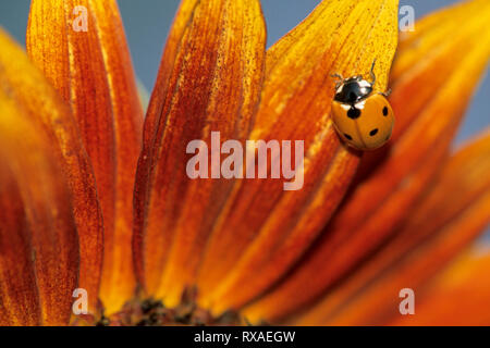 Marienkäfer-käfer, Coccinella semptempunctata, klettert auf rudbeckia Blütenblatt, Saskatchewan, Kanada Stockfoto