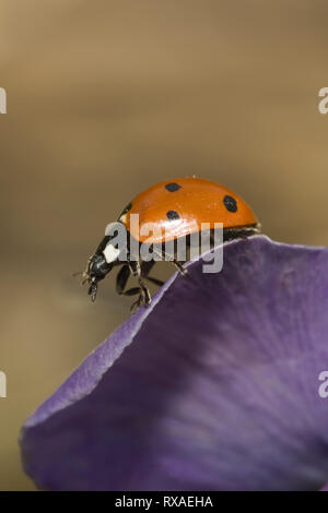 Marienkäfer-käfer, Coccinella semptempunctata, auf Pansy Blütenblatt, Saskatchewan, Kanada Stockfoto