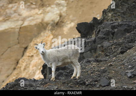 Dall Schaf Schaf, Ovis dalli dalli, Denali National Park, Alaska, USA Stockfoto