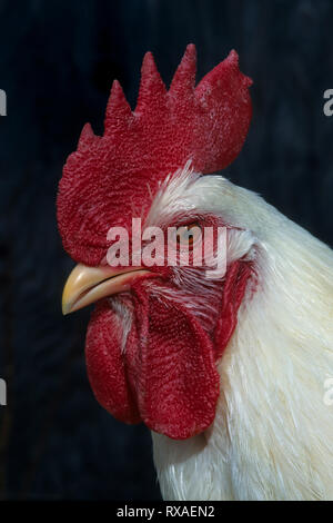 Inländische Hahn, Portrait, Kopf geschossen Stockfoto