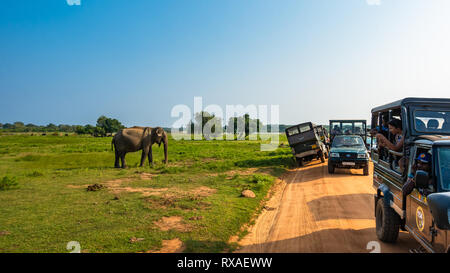 Horezu, Sri Lanka - Dezember 27, 2018: Leute, die sich nach dem asiatischen Elefanten in Yala National Park. Sri Lanka. Stockfoto