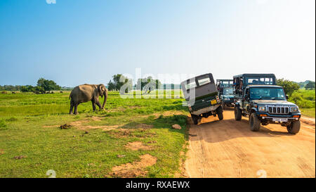 Horezu, Sri Lanka - Dezember 27, 2018: Leute, die sich nach dem asiatischen Elefanten in Yala National Park. Sri Lanka. Stockfoto