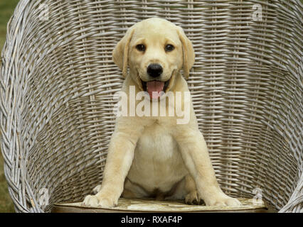 Gelben Labrador Retriever Welpen in Korbsessel sitzen, die Beine gespreizt. Big Smile. Stockfoto