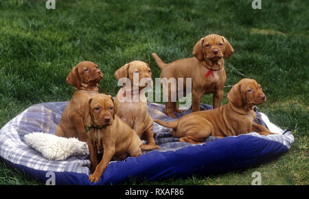 5 Vizsla Welpen Sitzen und Stehen auf der Decke. Stockfoto