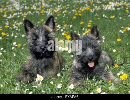 Cairn Terrier Welpen liegen im Bereich der Blumen und nach vorne. Stockfoto