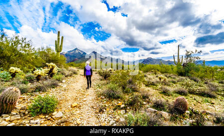 Ältere Frau Wandern auf dem Deich Trail in McDowell Sonaran bewahren in der Nähe von Scottsdale, Arizona, Vereinigte Staaten von Amerika Stockfoto