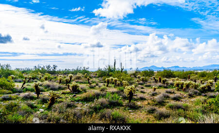 Wandern auf den Wanderwegen von Saguaro, Cholla und andere Kakteen in der Halbwüste Landschaft der McDowell Mountain Range in der Nähe von Scottsdale umgeben, Stockfoto